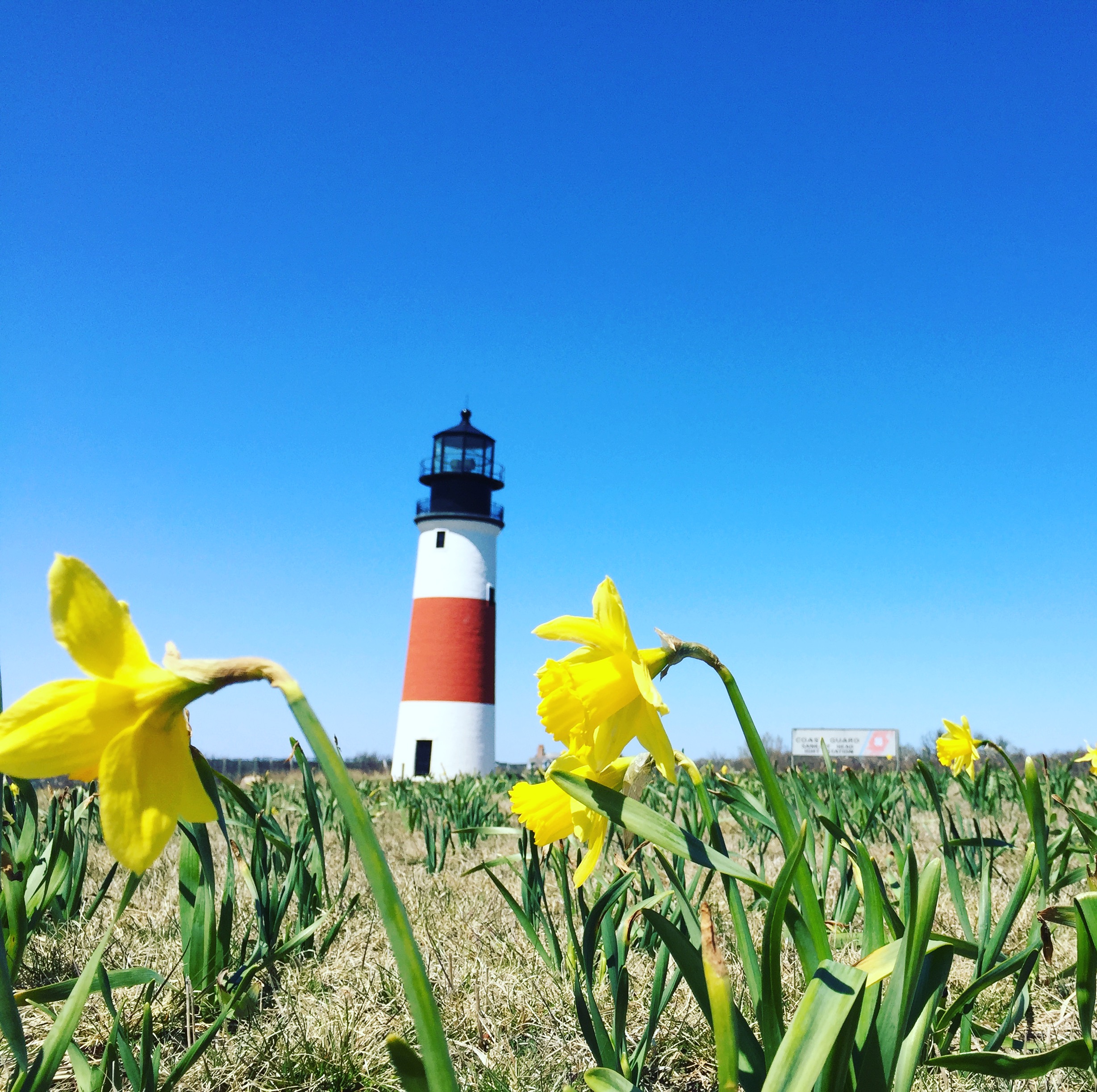 Daffodil Festival Weekend is Here Nantucket Preservation Trust